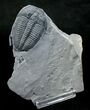 Large Elrathia Trilobite In Matrix #6353-2